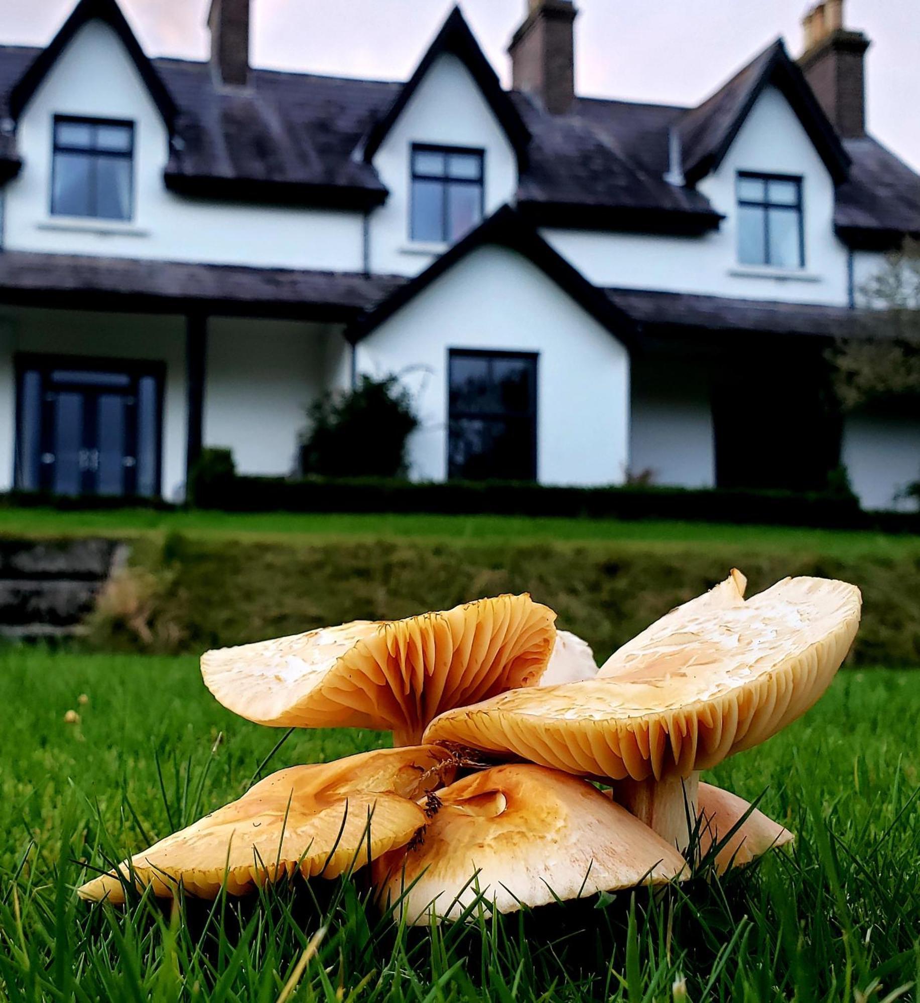 Bryansford Cottage Esterno foto